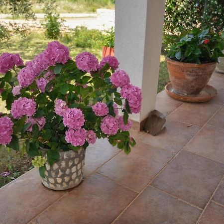 Angela Διαμέρισμα Novigrad Istria Εξωτερικό φωτογραφία